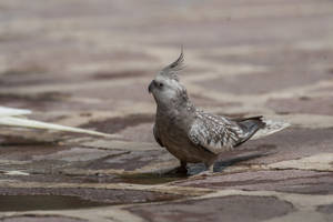 Gray Cockatiel Awesome Animal Wallpaper