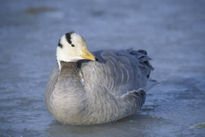 Gray Feathers Duck Wallpaper