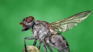 Gray Fly Perching On A Leaf Wallpaper