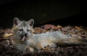 Gray Fox Pup Chewing Stick Wallpaper