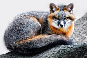 Gray Fox Restingon Tree Branch Wallpaper