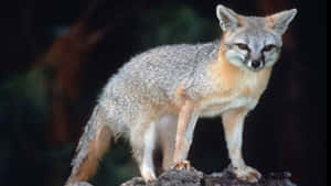 Gray Fox Standingon Rock Wallpaper