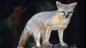 Gray Fox Standingon Rock Wallpaper