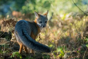 Gray Foxin Natural Habitat Wallpaper