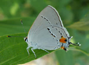 Gray_ Hairstreak_ Butterfly_ On_ Leaf.jpg Wallpaper