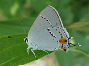 Gray_ Hairstreak_ Butterfly_ On_ Leaf.jpg Wallpaper