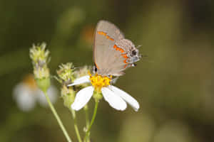 Gray_ Hairstreak_ Butterfly_on_ White_ Flower.jpg Wallpaper