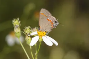 Gray_ Hairstreak_ Butterfly_on_ White_ Flower.jpg Wallpaper