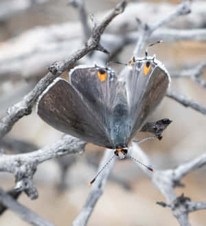 Gray_ Hairstreak_ Butterfly_ Perched Wallpaper