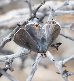 Gray_ Hairstreak_ Butterfly_ Perched Wallpaper
