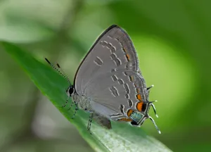 Gray_ Hairstreak_ Butterfly_ Perched_on_ Leaf.jpg Wallpaper
