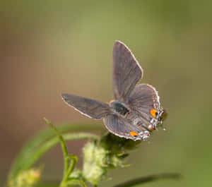 Gray Hairstreak Butterflyon Plant Wallpaper