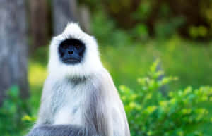 Gray_ Langur_in_ Natural_ Habitat.jpg Wallpaper