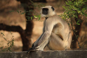 Gray Langur Monkey Wallpaper