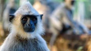 Gray_ Langur_ Portrait_ Focused_ Foreground Wallpaper