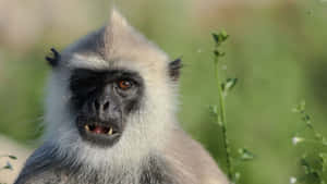 Gray Langur Portrait.jpg Wallpaper