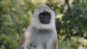 Gray Langur Portrait Wallpaper