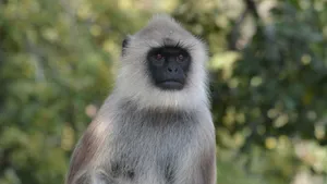 Gray Langur Portrait Wallpaper