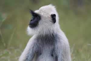 Gray Langur Profile View Wallpaper