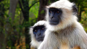 Gray Langurs Pair Portrait Wallpaper