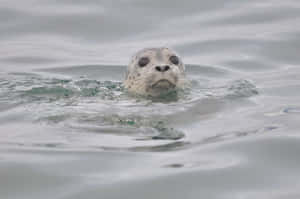 Gray Seal Peeking Above Water Wallpaper