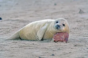 Gray Seal Pup Restingon Beach.jpg Wallpaper