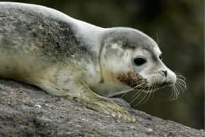 Gray Seal Pup Restingon Rock Wallpaper