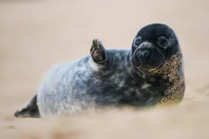 Gray Seal Pup Wavingon Beach Wallpaper