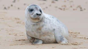 Gray Seal Restingon Sand Wallpaper