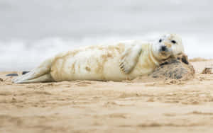 Gray Seal Restingon Sandy Beach Wallpaper