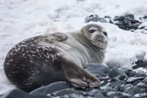 Gray Seal Restingon Shore Wallpaper