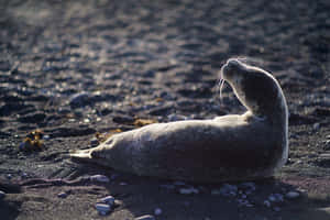 Gray Seal Sunbathingon Beach Wallpaper