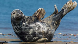 Gray Seal Sunningon Beach Wallpaper