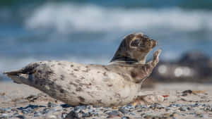 Gray Seal Wavingon Beach Wallpaper