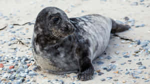 Gray Sealon Pebbled Beach Wallpaper