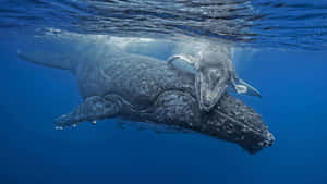 Gray Whale Motherand Calf Wallpaper