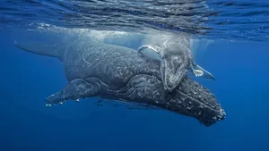 Gray Whale Motherand Calf Wallpaper