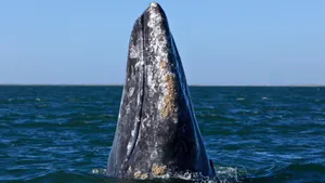 Gray Whale Spyhopping Wallpaper