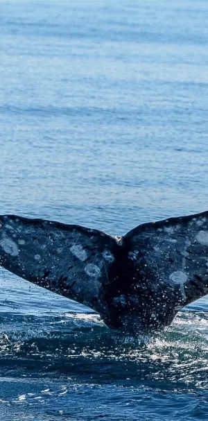 Gray Whale Tail Fluke Emerging Wallpaper