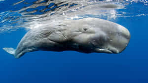 Gray Whale Underwater Portrait Wallpaper