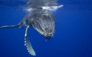 Gray Whale Underwater Portrait Wallpaper