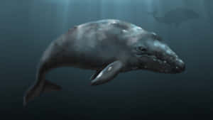 Gray Whale Underwater Serenity Wallpaper