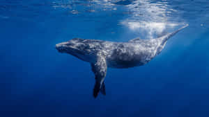 Gray Whale Underwater Swim Wallpaper