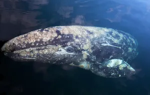 Gray Whale Up Close Underwater.jpg Wallpaper