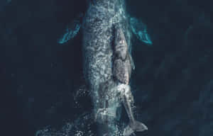 Gray Whaleand Calf Aerial View Wallpaper