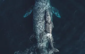 Gray Whaleand Calf Aerial View Wallpaper
