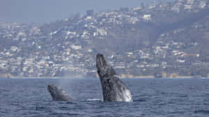 Gray_ Whales_ Breaching_ Near_ Coastline Wallpaper