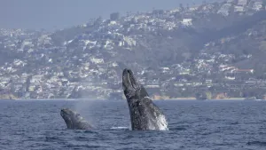 Gray_ Whales_ Breaching_ Near_ Coastline Wallpaper