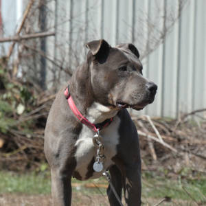 Gray White Guard Pitbull Dog Wallpaper