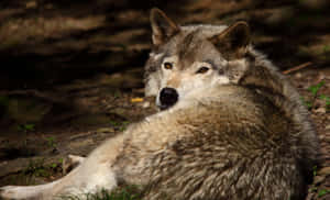 Gray Wolf Aesthetic Resting Looks Back Wallpaper